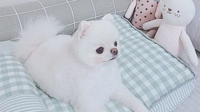 댕댕이 취향저격! 로마팸 체크 침대 후기🐶💖 (할인 정보도 놓치지 마세요!)